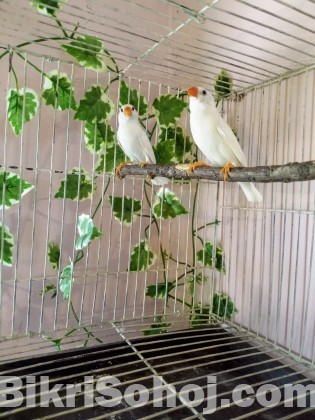 White zebra finch